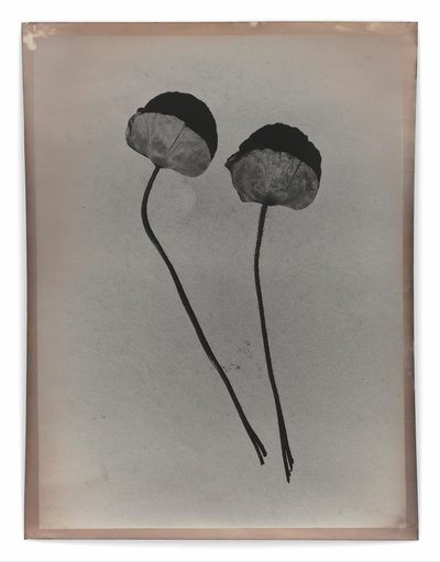 Jeff Cowen, P44, 2020-2023, gelatin silver print, © Jeff Cowen