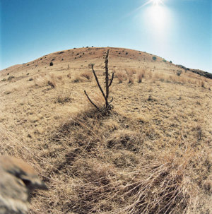 Photographic artwork by Jean-Luc Mylayne, № 446, November 2006 – January 2007