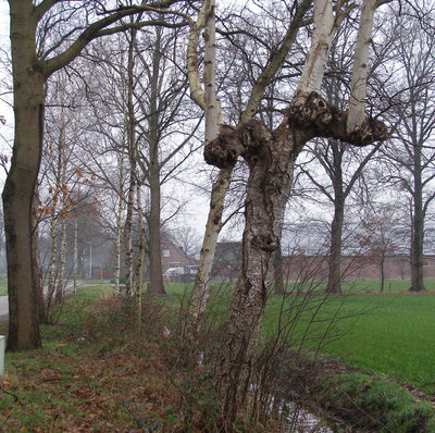The last pollard birch in Oirschot. Photo: Henk van de Wal, 2020